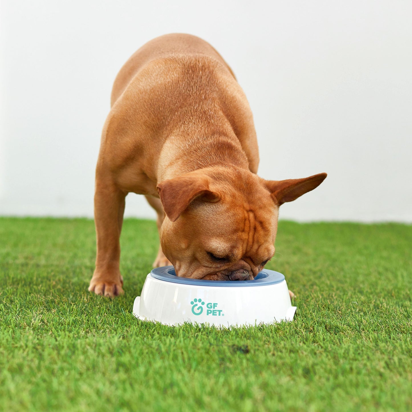 Ice Bowl - Pet Cooling Water Bowl by GF Pet
