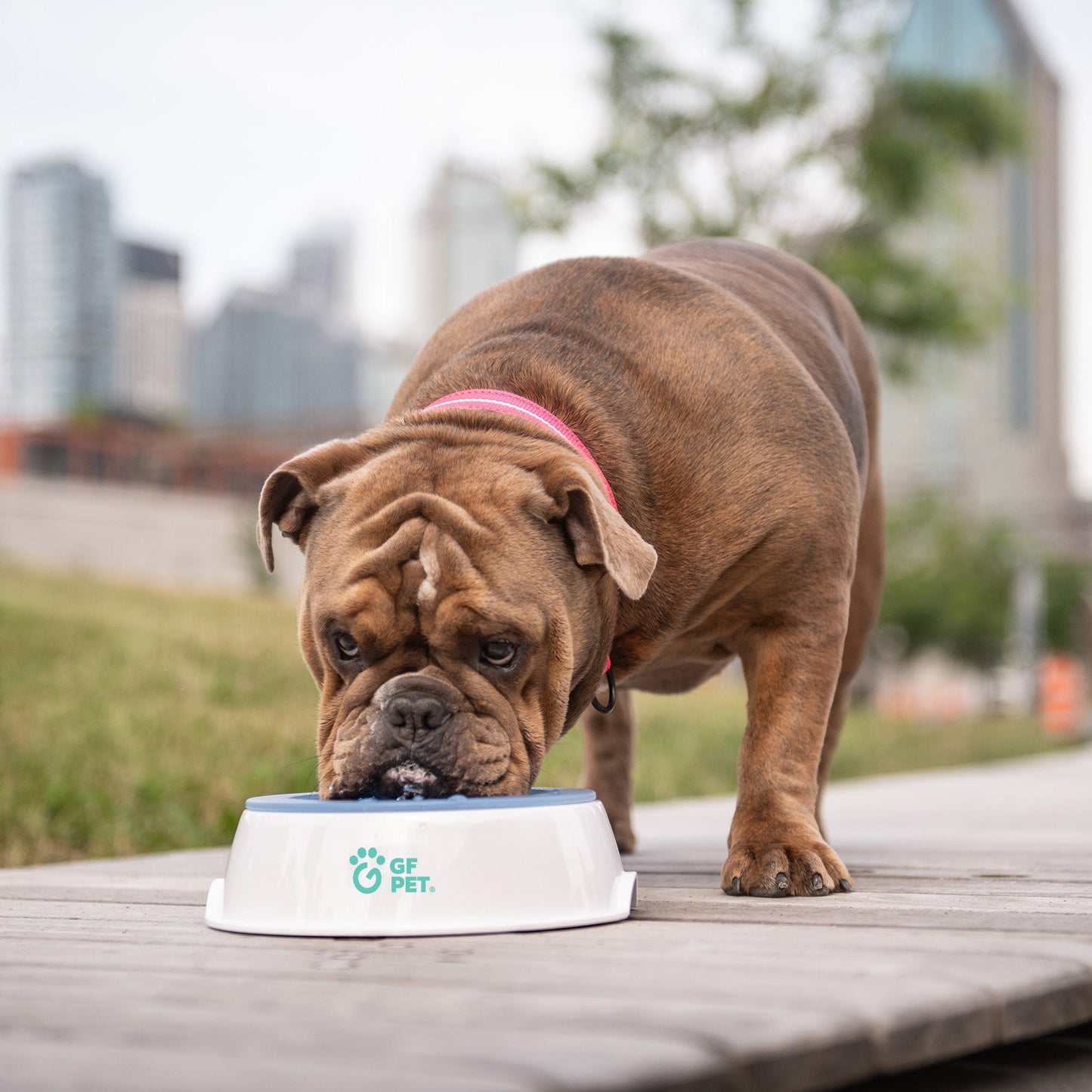 Ice Bowl - Pet Cooling Water Bowl by GF Pet