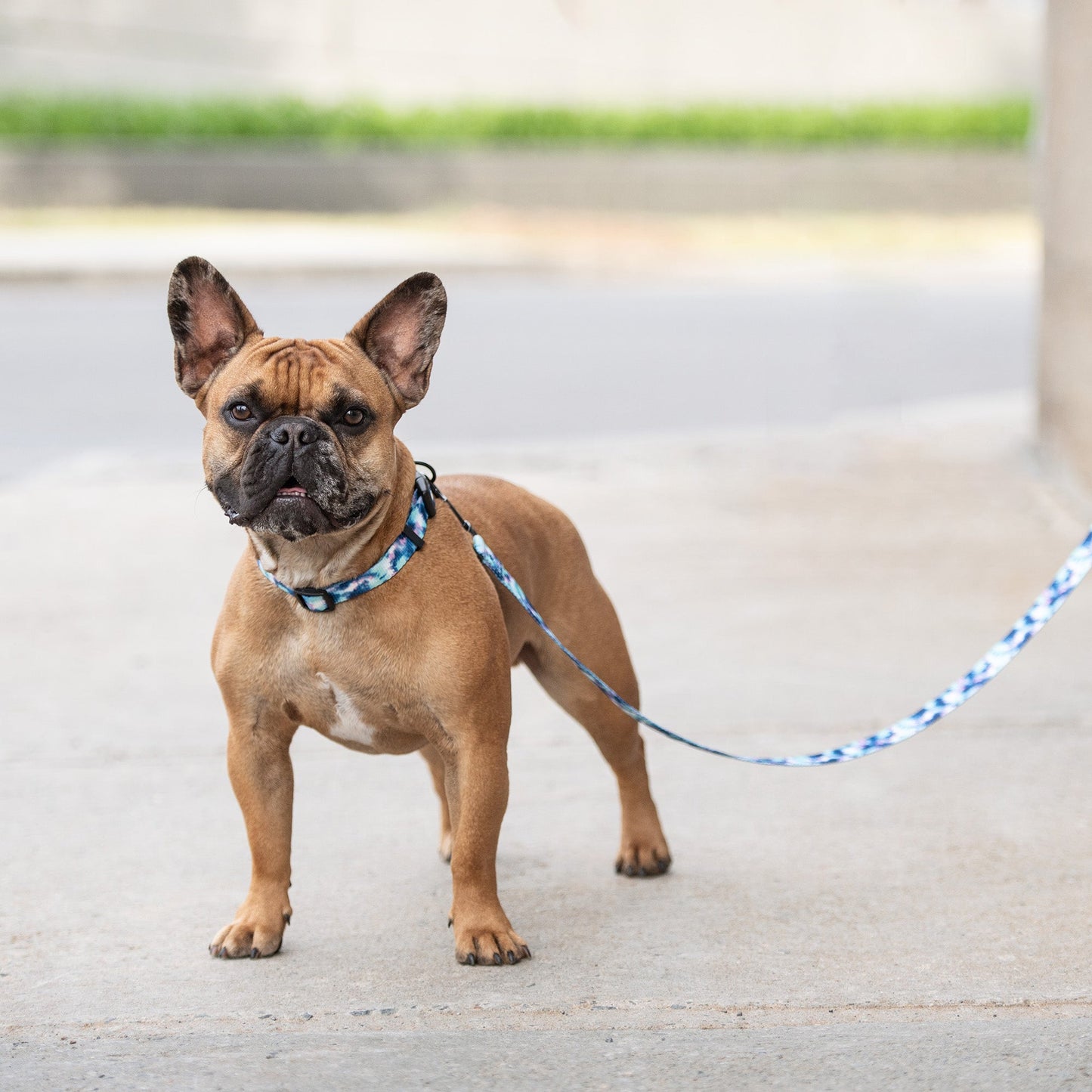 Printed Leash - Tie Dye by GF Pet