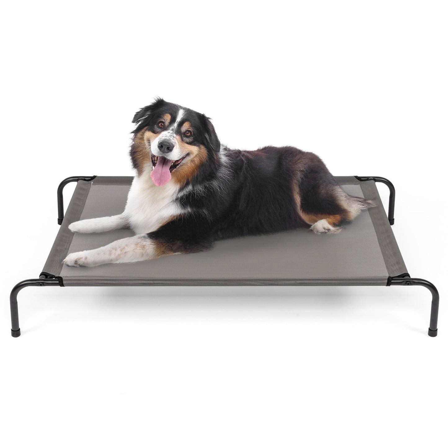 Elevated Pet Beds